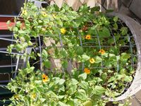 Thunbergia alata